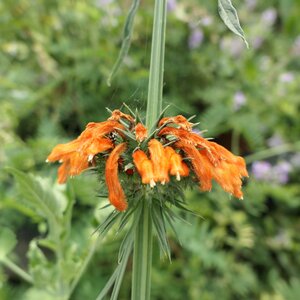 Leonotis ocymifolia var. raineriana