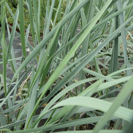 Leymus arenarius 'Blue Dune'