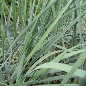 Leymus arenarius 'Blue Dune'