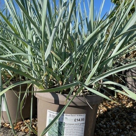 Leymus arenarius 'Blue Dune'