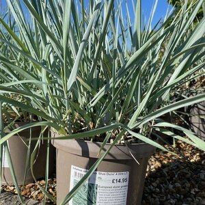 Leymus arenarius 'Blue Dune'