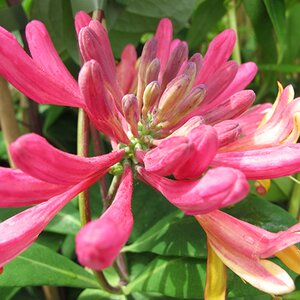 Lonicera heckrotii 'Gold Flame'