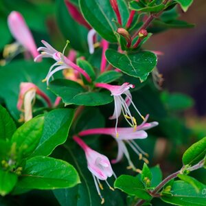 Lonicera japonica 'Red World'