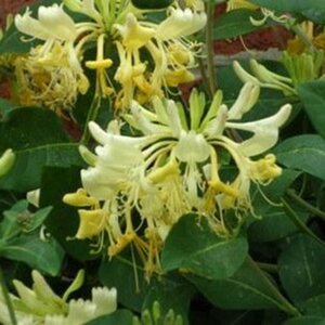Lonicera periclemenum 'Graham Thomas'