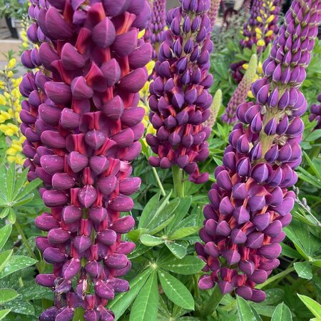 Lupinus 'Masterpiece'