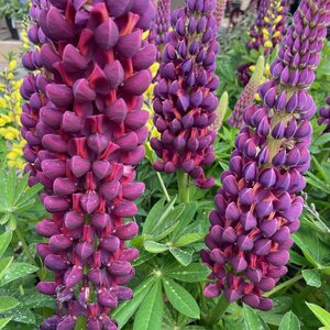 Lupinus 'Masterpiece'