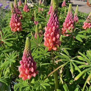 Lupinus 'Terracotta'
