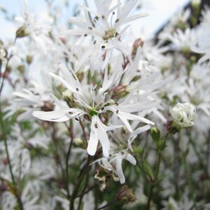 Lychnis flos-cuculi 'White Robin'