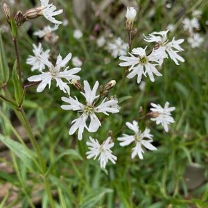 Lychnis flos-cuculi 'White Robin'