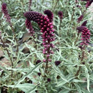 Lysimachia atropurpurea