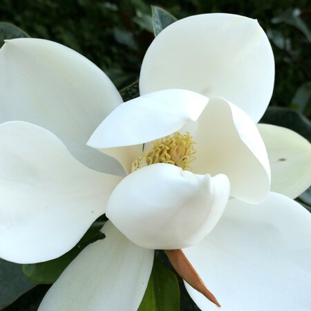 Magnolia grandiflora 'Bracken's Brown Beauty'