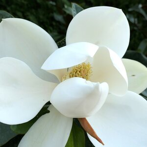 Magnolia grandiflora 'Bracken's Brown Beauty'