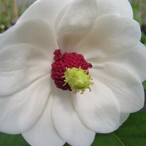 Magnolia sieboldii