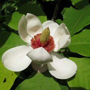 Magnolia wieseneri