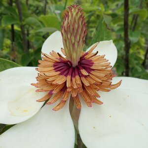 Magnolia wieseneri