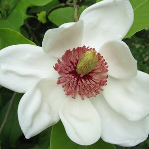 Magnolia wieseneri