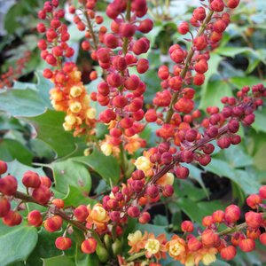Mahonia nitens