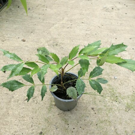 Mahonia nitens