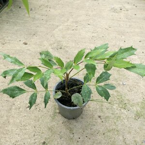 Mahonia nitens
