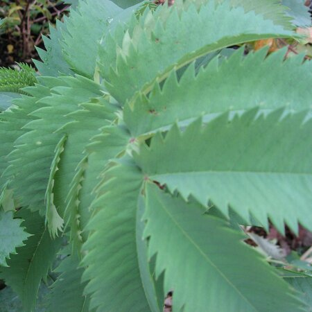 Melianthus major