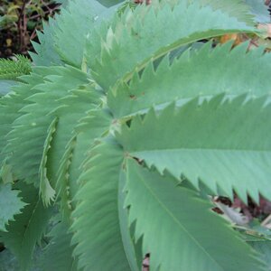 Melianthus major