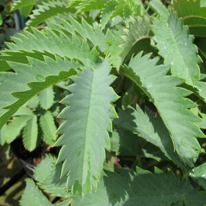 Melianthus major