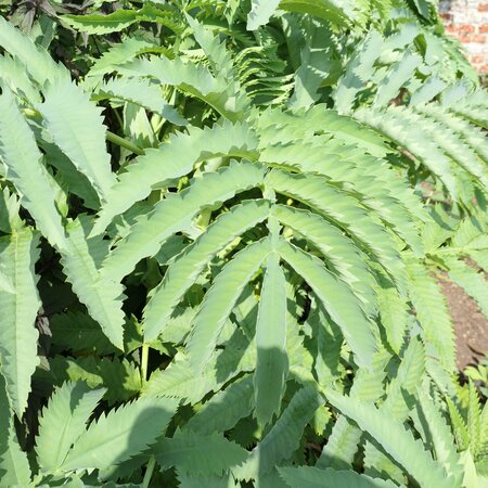 Melianthus major