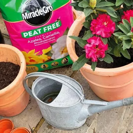 Miracle Gro Peat Free Ericaceous Compost