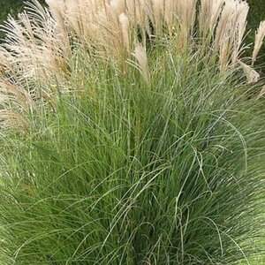 Miscanthus sinensis gracilimus