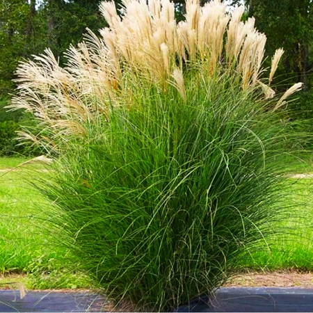 Miscanthus sinensis gracilimus