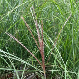 Miscanthus sinensis 'Kleine Silberspinne'