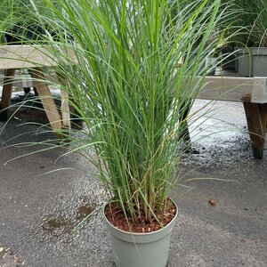 Miscanthus sinensis 'Kleine Silberspinne'
