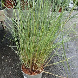 Miscanthus sinensis 'Red Chief'