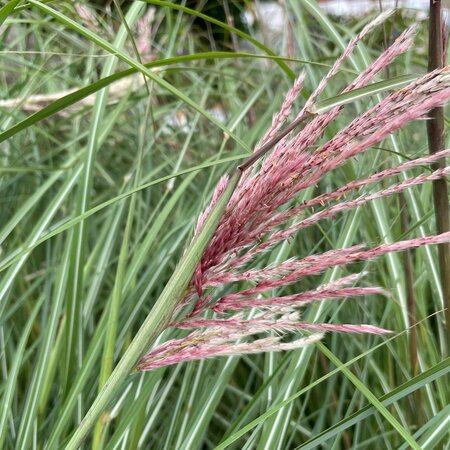 Miscanthus sinensis 'Red Chief'