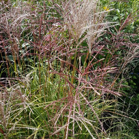 Miscanthus sinensis 'Red Chief'