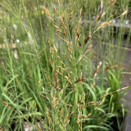 Molinia arundinacea 'Dark Beauty'