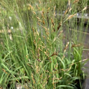 Molinia arundinacea 'Dark Beauty'