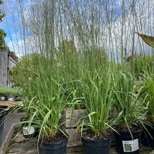Molinia arundinacea 'Dark Beauty'