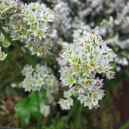 Mukdenia rossii 'Karasuba'