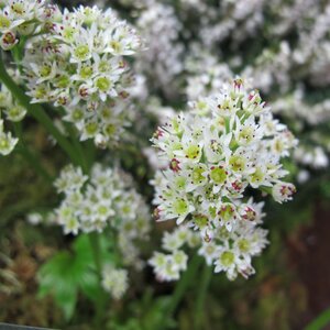 Mukdenia rossii 'Karasuba'