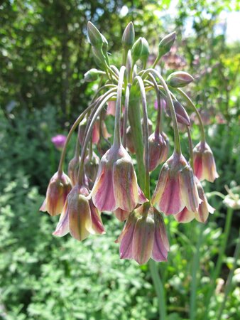 Nectaroscordum siculum
