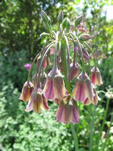 Nectaroscordum siculum