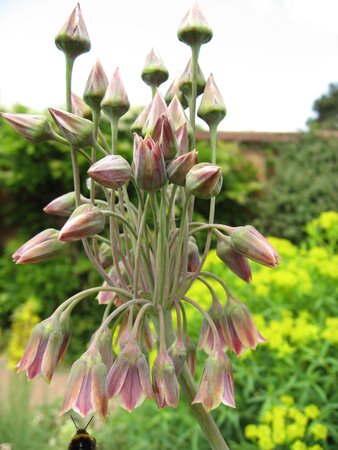 Nectaroscordum siculum