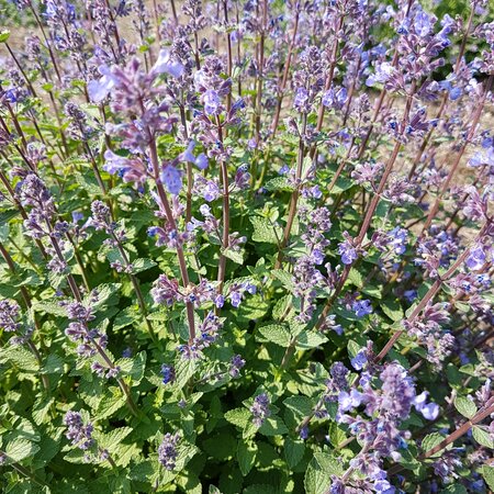 Nepeta faassenii 'Purrsian Blue'