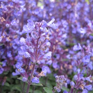 Nepeta faassenii 'Purrsian Blue'
