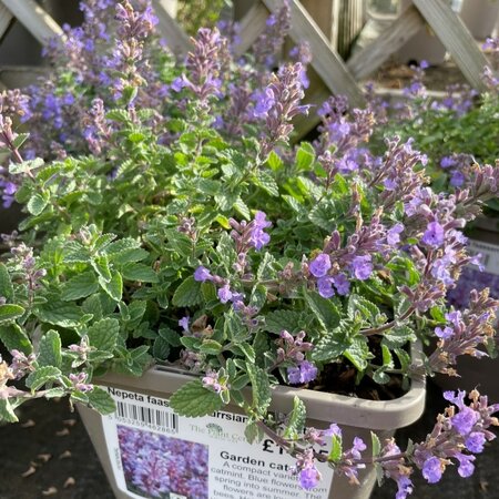 Nepeta faassenii 'Purrsian Blue'