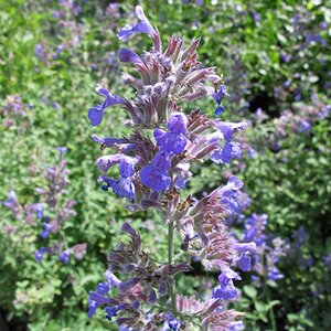 Nepeta 'Six Hills Giant'