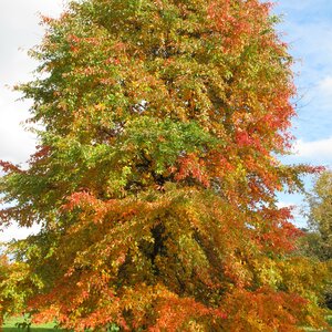 Nyssa sylvatica [grown from Exbury seeds]
