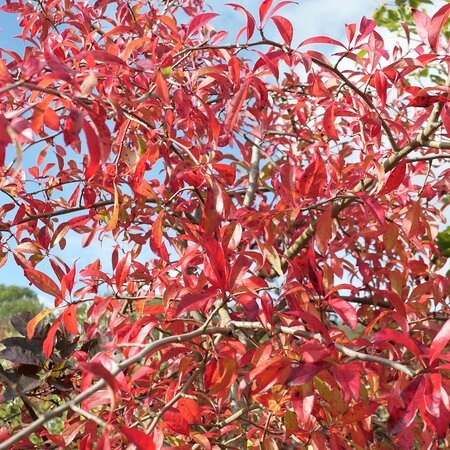 Nyssa sylvatica [grown from Exbury seeds]