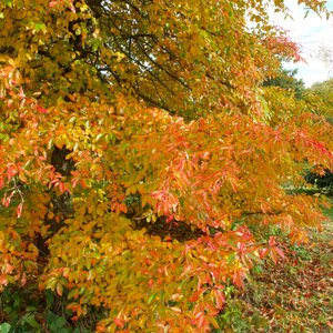 Nyssa sylvatica [Exbury seeds]